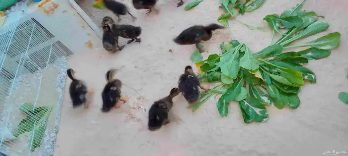 للبيع بط (مصري) حد للحبه25 .العدد 5 . العمر شهرين ونص 6