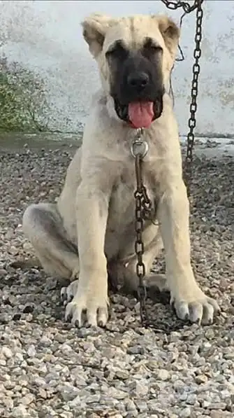 محتاج كلب تكرمون للتبني 1