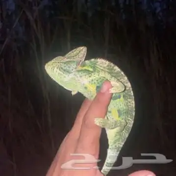 حرباء بيع بلجمله يتوفر حجم وسط كبير 0