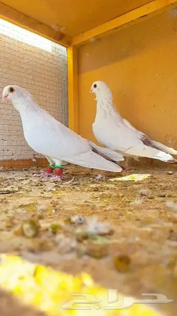 زوج قويزات حمر منتجات   وزوج طبشيريات حمر منتجات 0