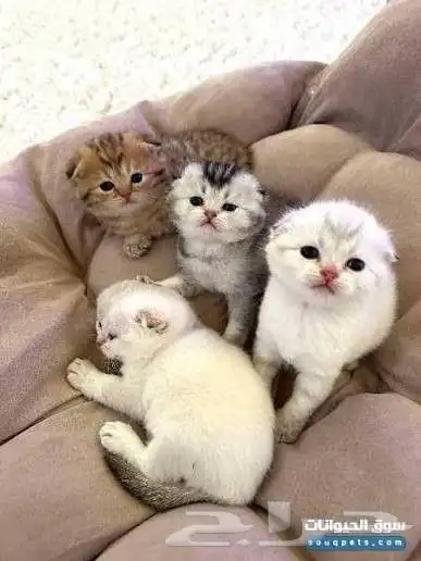 مطلوب كيتن سكوتش فولد أنثى 0