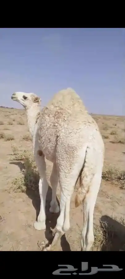 حاشي بري حوار على الحليب 2