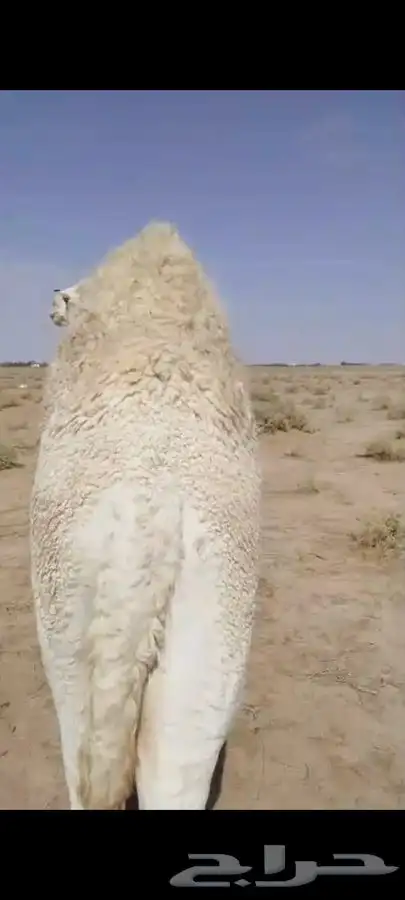 حاشي بري حوار على الحليب 1