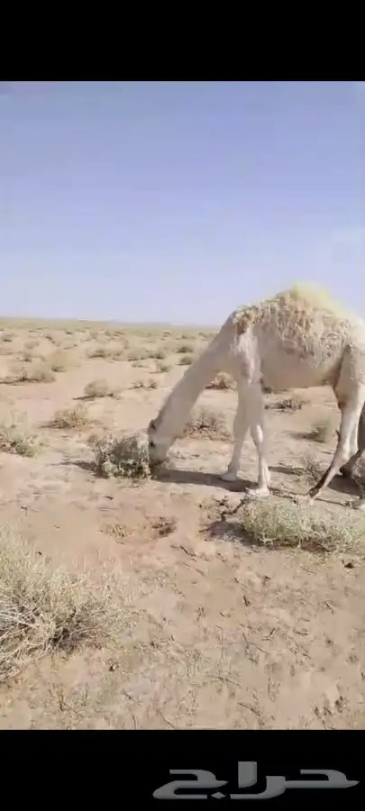 حاشي بري حوار على الحليب 0