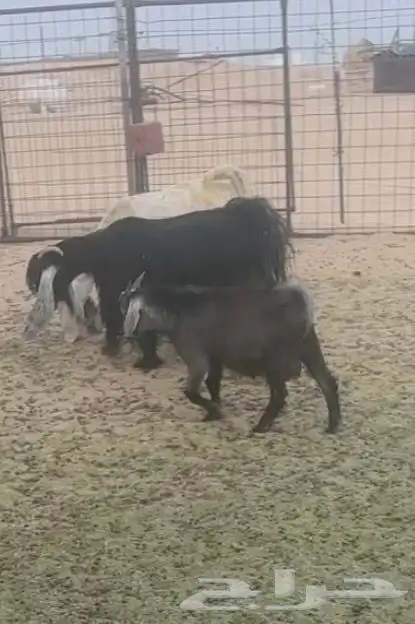 تيس قزم مهجن 0