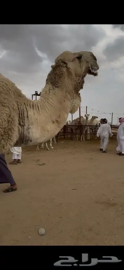 البعير الأشقح الكفو 0