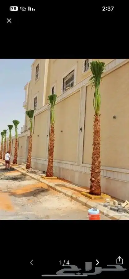 نخل واشنطني واشنطونيا أشجار زينه نخل واشنطن 1