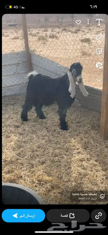 تيس عاضي البيع الموقع ضرما 0