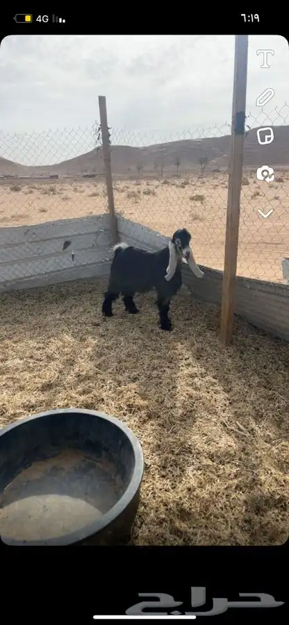 تيس عاضي البيع الموقع ضرما 1