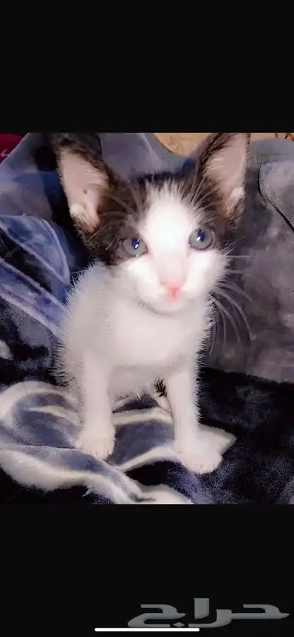 قطط تبني 2