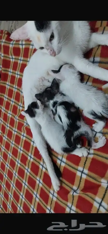 قطط تبني 1