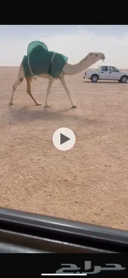 بكار 2 صفرا ووضحا 1