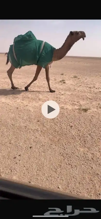 بكار 2 صفرا ووضحا 0