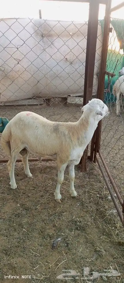 خروف طيب للبيع 0