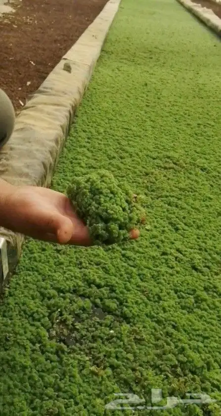 ازولا أعلاف دواجن ومواشي 2