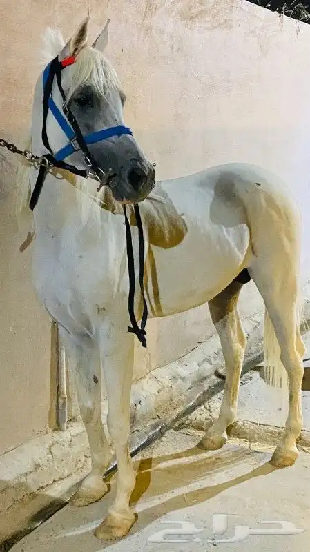 حصان -واهو- مصري بيور . 2