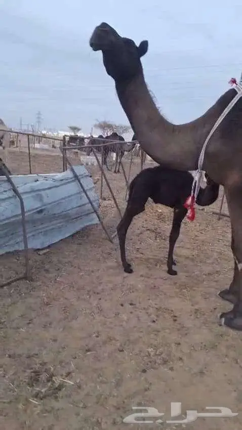 خلفه تحتها قعود هديه 1