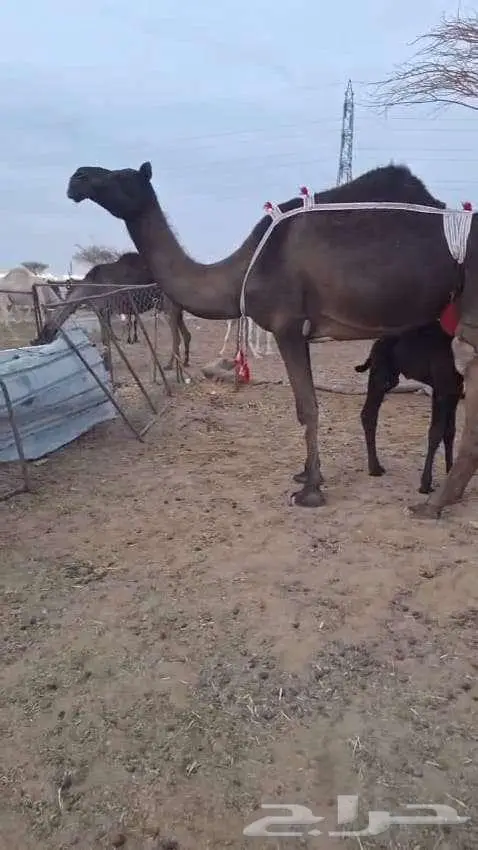 خلفه تحتها قعود هديه 0