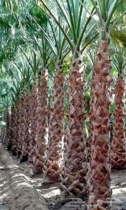 نخل مثمر صقعي اخلاص خضري سكري برحي نخل زينه 6