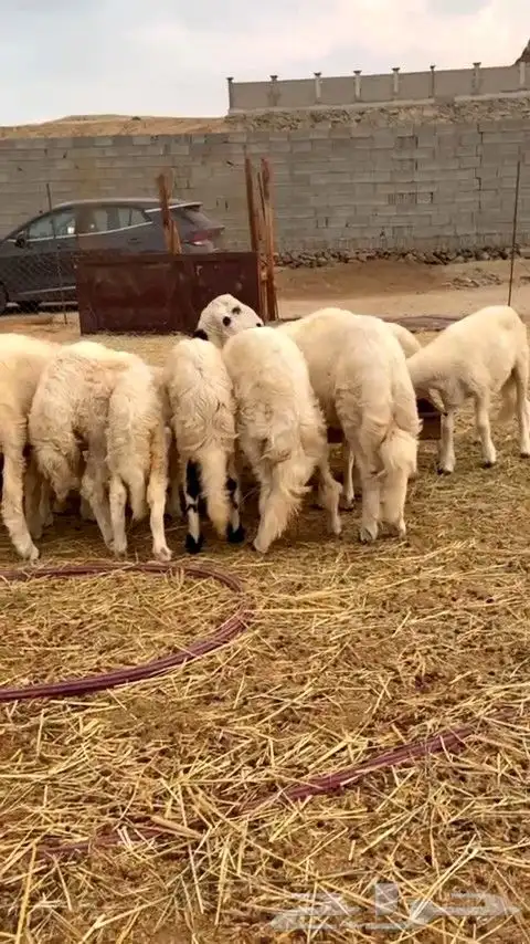 طليان ورخال شعره بيضاء وطرف كفو من تحت امهاته شي كفو 3