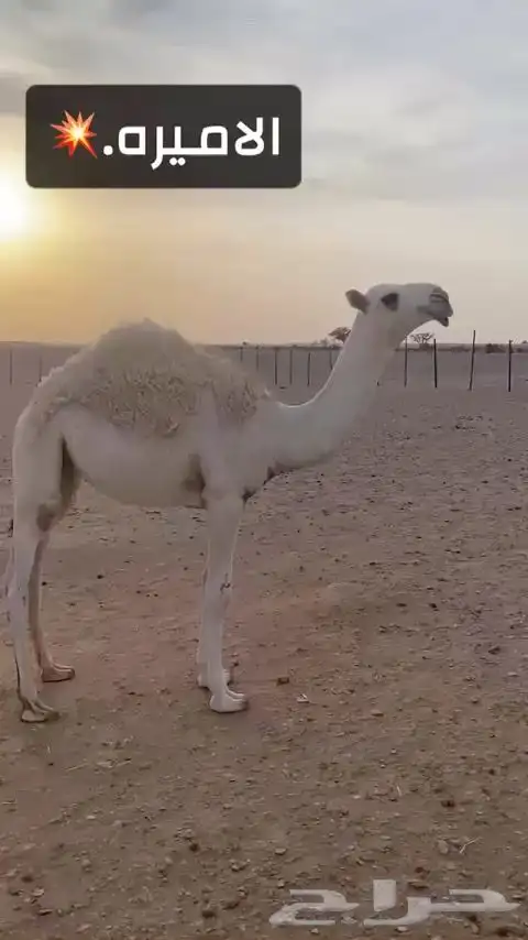 بكره للبيع رمانيه 1