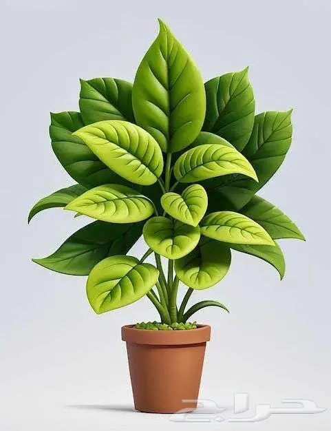 طلب شقه 3 غرف او 4غرف 0