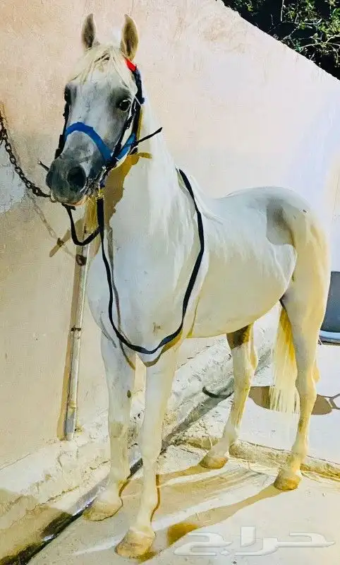 حصان -واهو- مصري بيور . 1