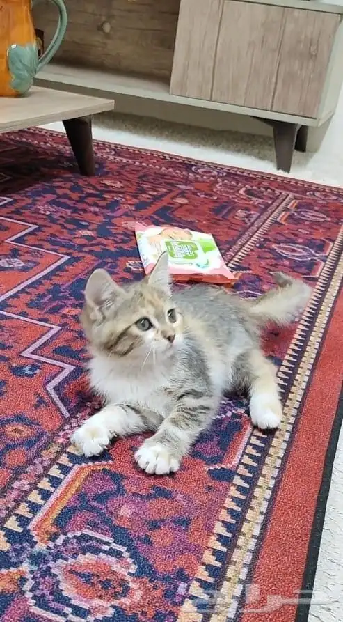 قطة صغيرة كتن . 0