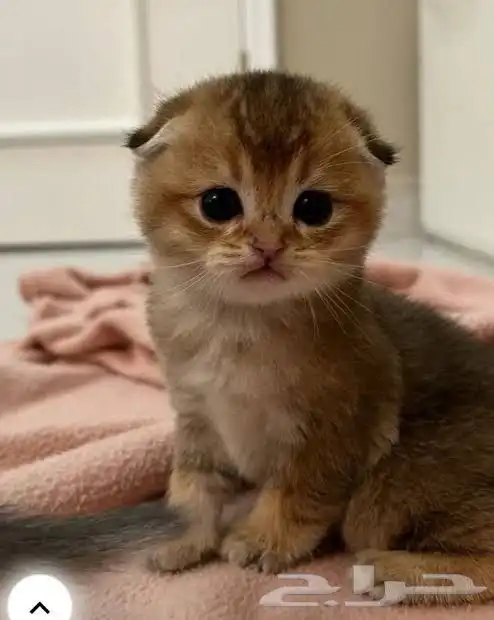 مطلوب كيتن سكوتش فولد أنثى 2