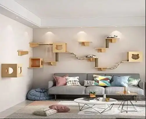 قطتين شيرازي للتبني 9