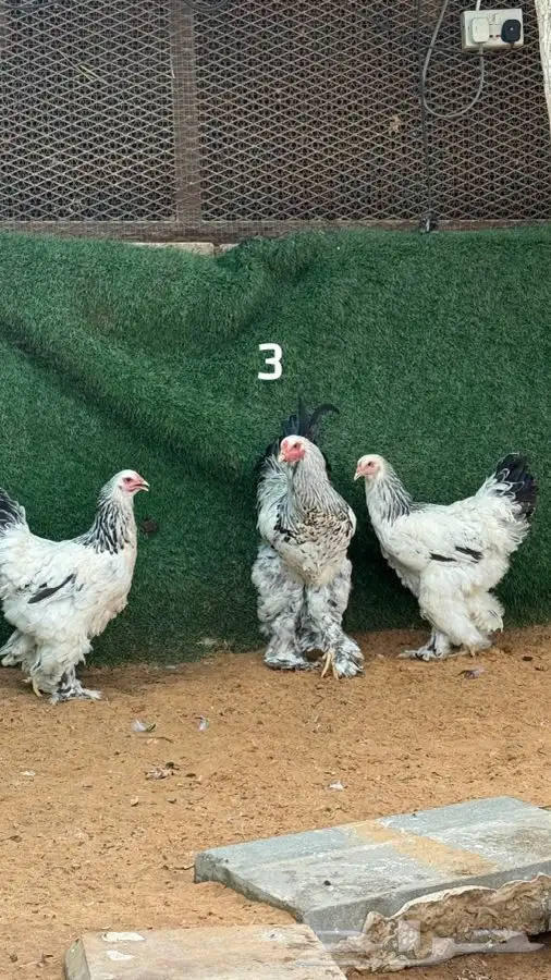 أطقم براهما كولمبي 5