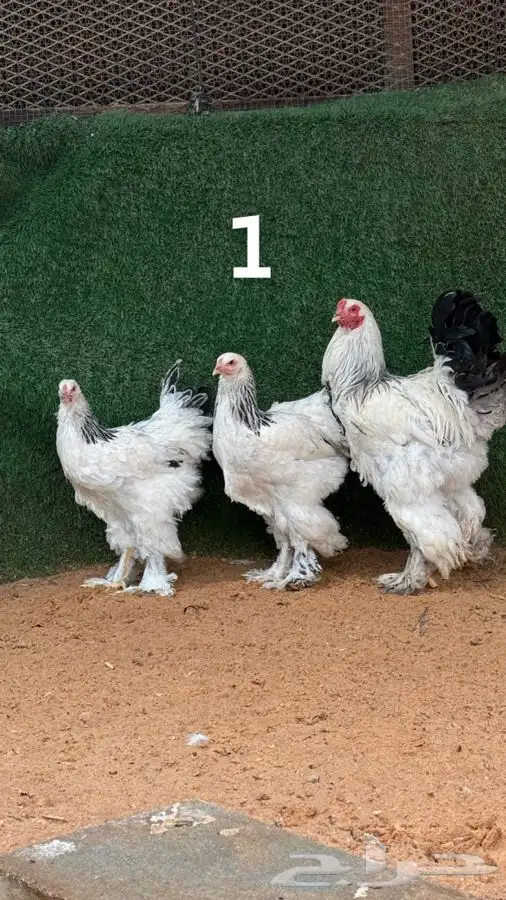 أطقم براهما كولمبي 1