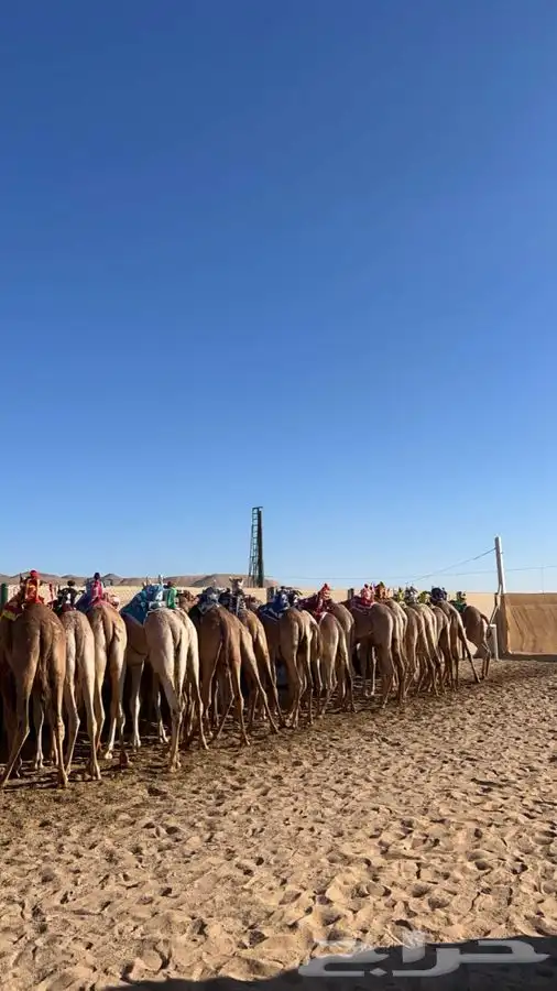 مطلوب مطلوب ابكار او قعدان نوعيات وديايع النص بنص 0