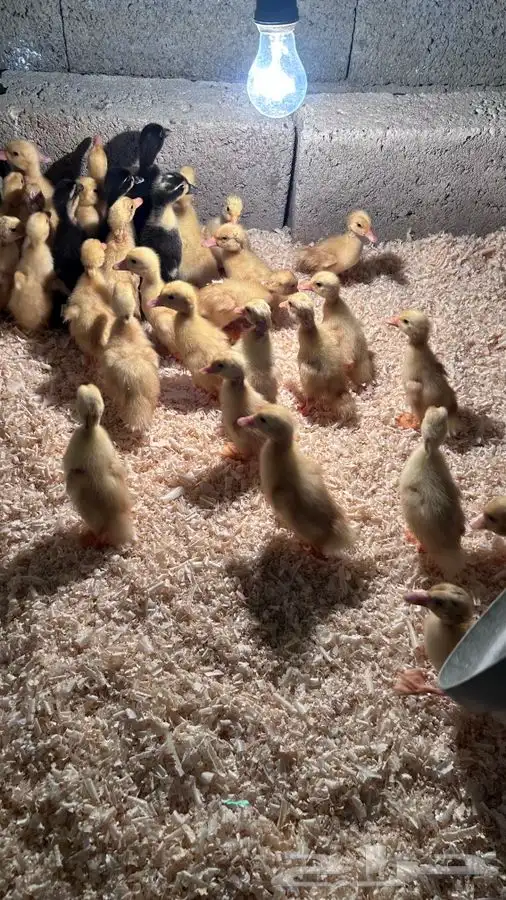 صوص بط بكيني 2