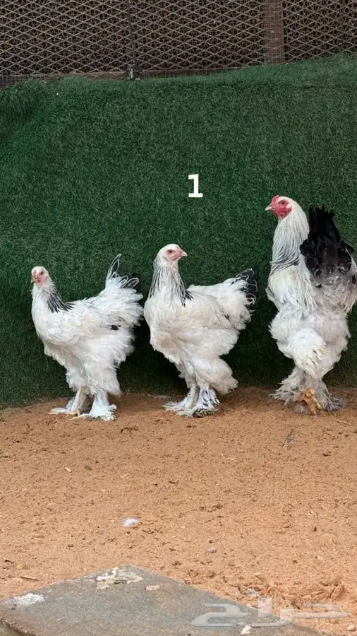 أطقم براهما كولمبي 0