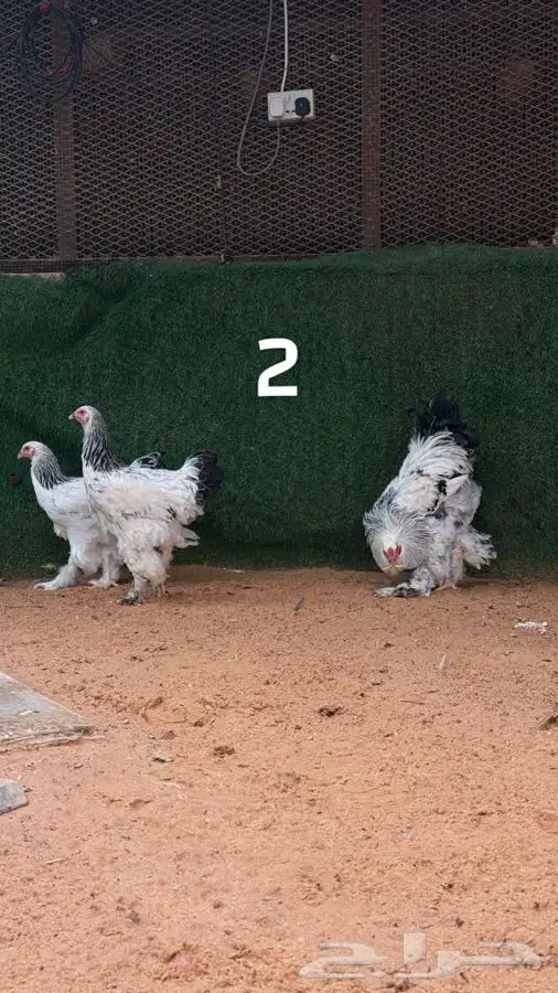 أطقم براهما كولمبي 3