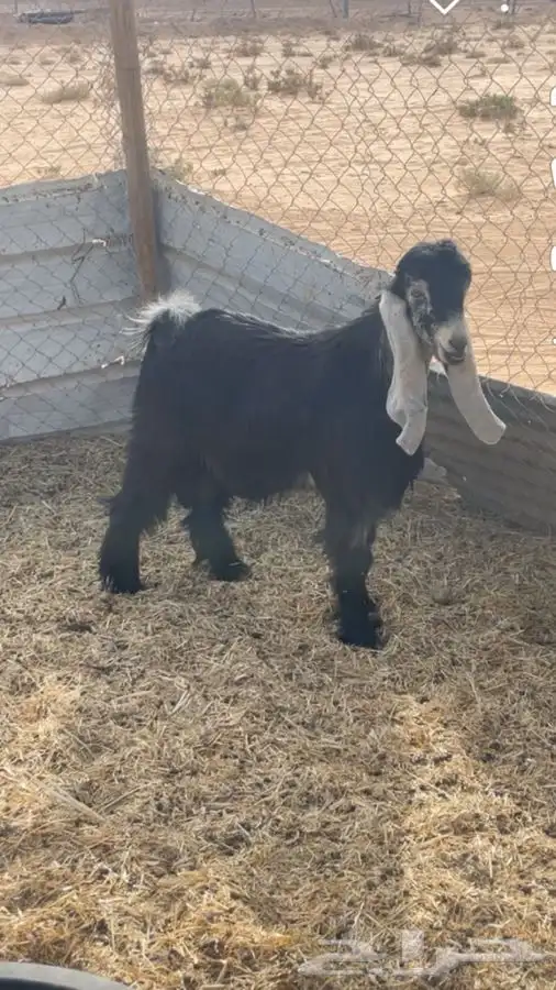 تيس عاضي البيع الموقع ضرما 2