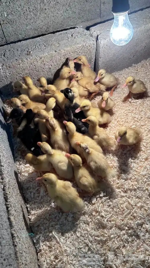 صوص بط بكيني 3