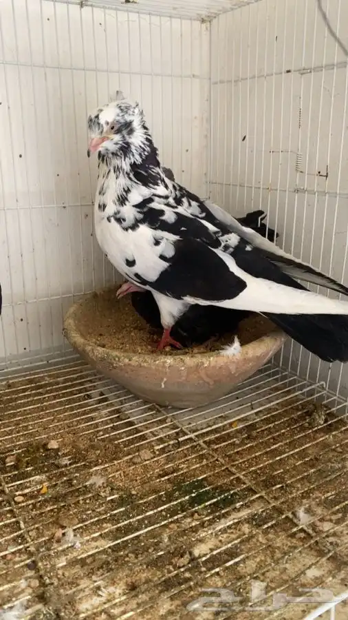 حمام قطايف وحمام رام 0