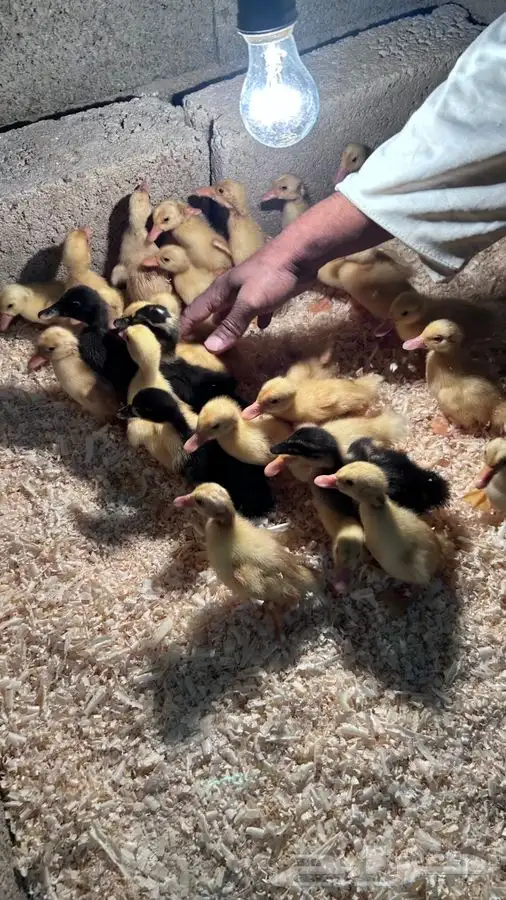 صوص بط بكيني 4