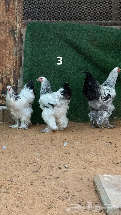 أطقم براهما كولمبي 4