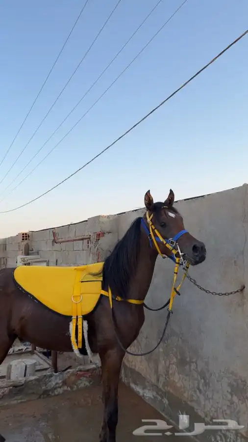 مستلزمات خيل 1