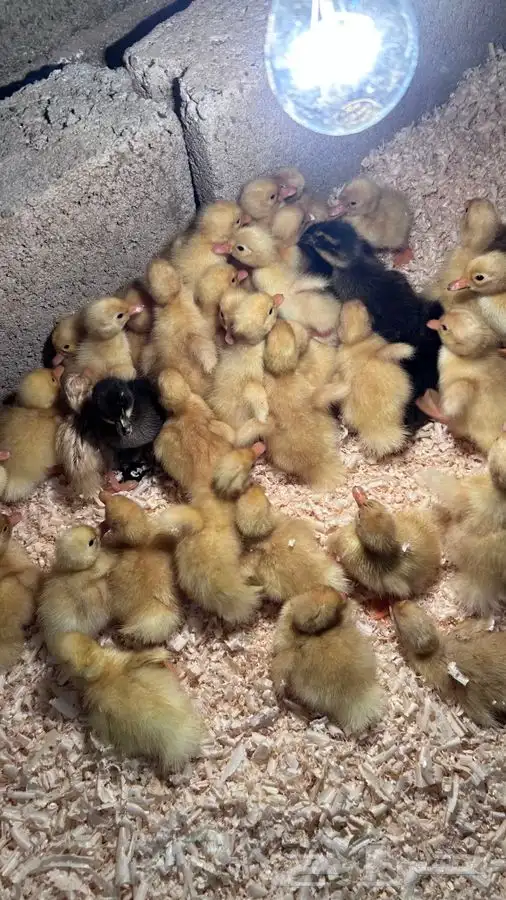 صوص بط بكيني 0