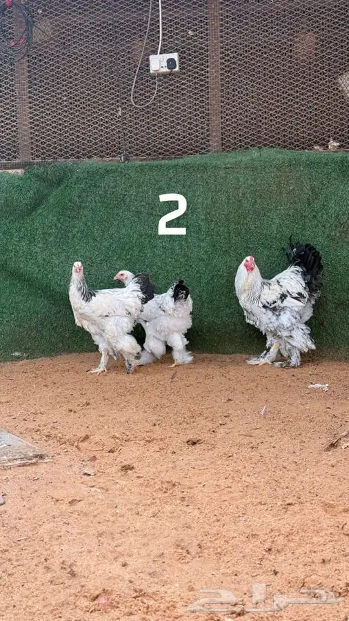 أطقم براهما كولمبي 2