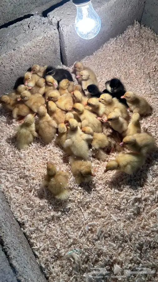 صوص بط بكيني 1