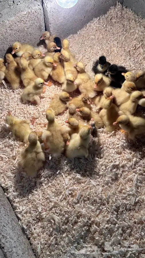 صوص بط بكيني 5