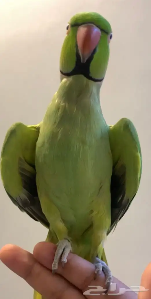 للبيع ببغاء دره ذكر متكلم على اليد 1