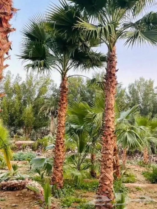 نخل واشنطنيا زينه 4