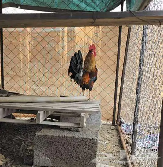 ديك بلدي شرط تلقيح عربي 0