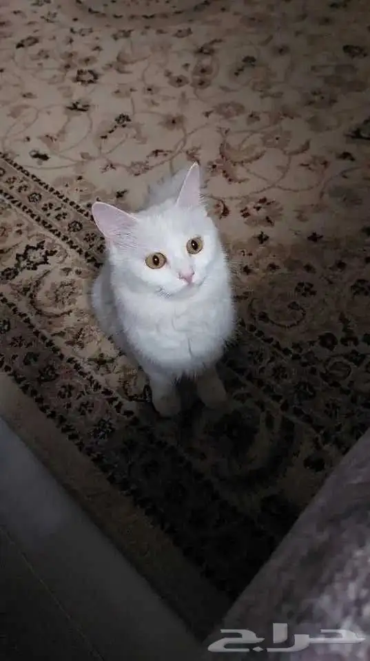 قطة انثي للتبني عمرها 11شهر لطيفة وودودة ونضيفة جدا 0